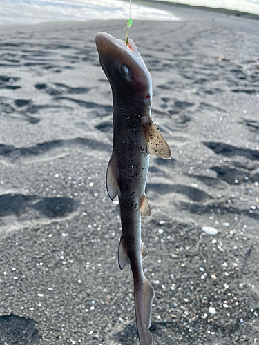 サメの釣果