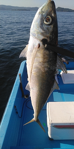 マルアジの釣果