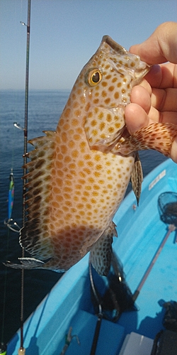 オオモンハタの釣果