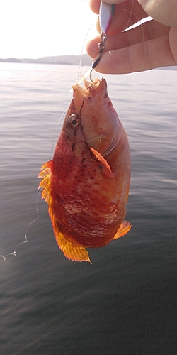 ホシササノハベラの釣果