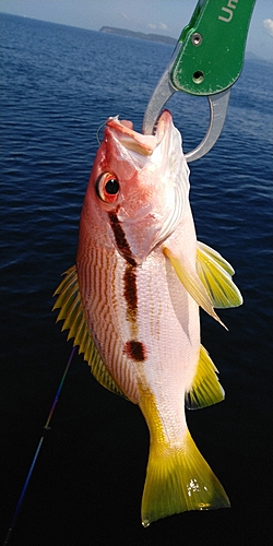 ヨコスジフエダイの釣果