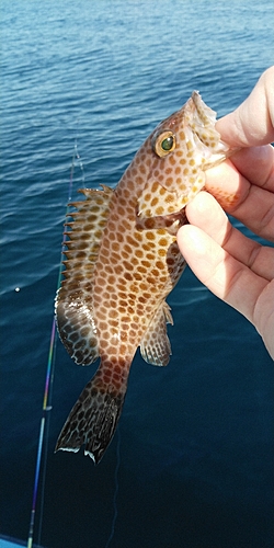 オオモンハタの釣果