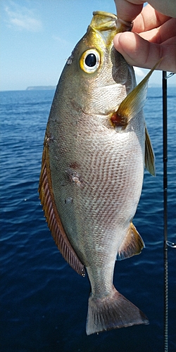 イサキの釣果