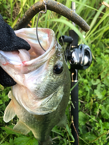 ラージマウスバスの釣果