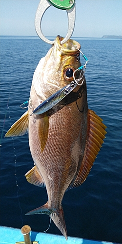 イサキの釣果