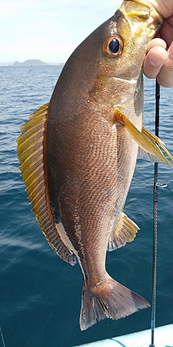 イサキの釣果