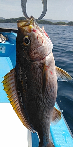 イサキの釣果