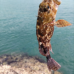 カサゴ