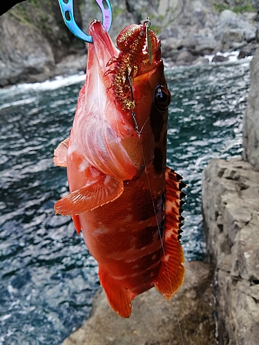 アカハタの釣果