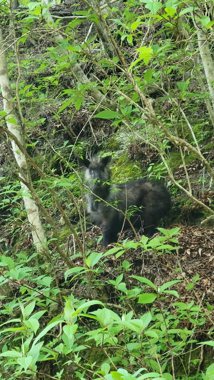 ニッコウイワナ