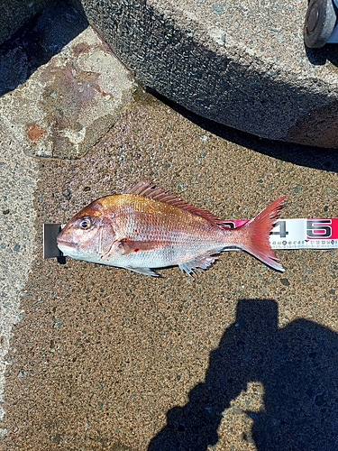 マダイの釣果