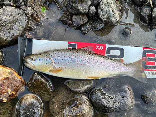 ブラウントラウトの釣果