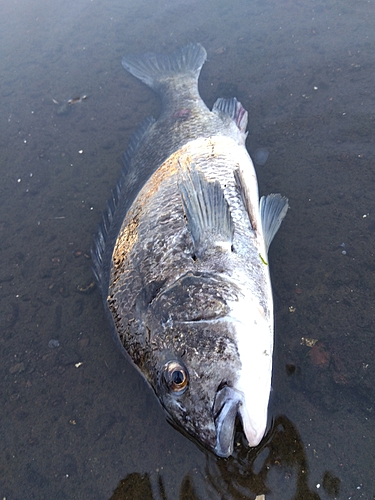 クロダイの釣果