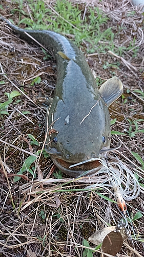 ナマズの釣果