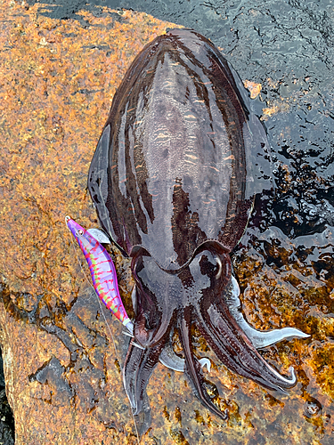 モンゴウイカの釣果