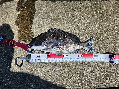 クロダイの釣果