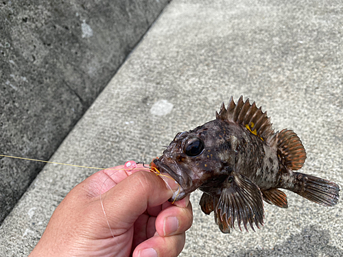 オウゴンムラソイの釣果