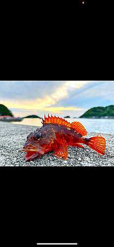 カサゴの釣果