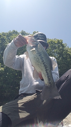 ブラックバスの釣果