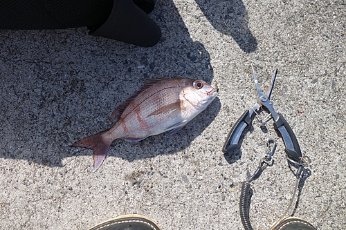 マダイの釣果