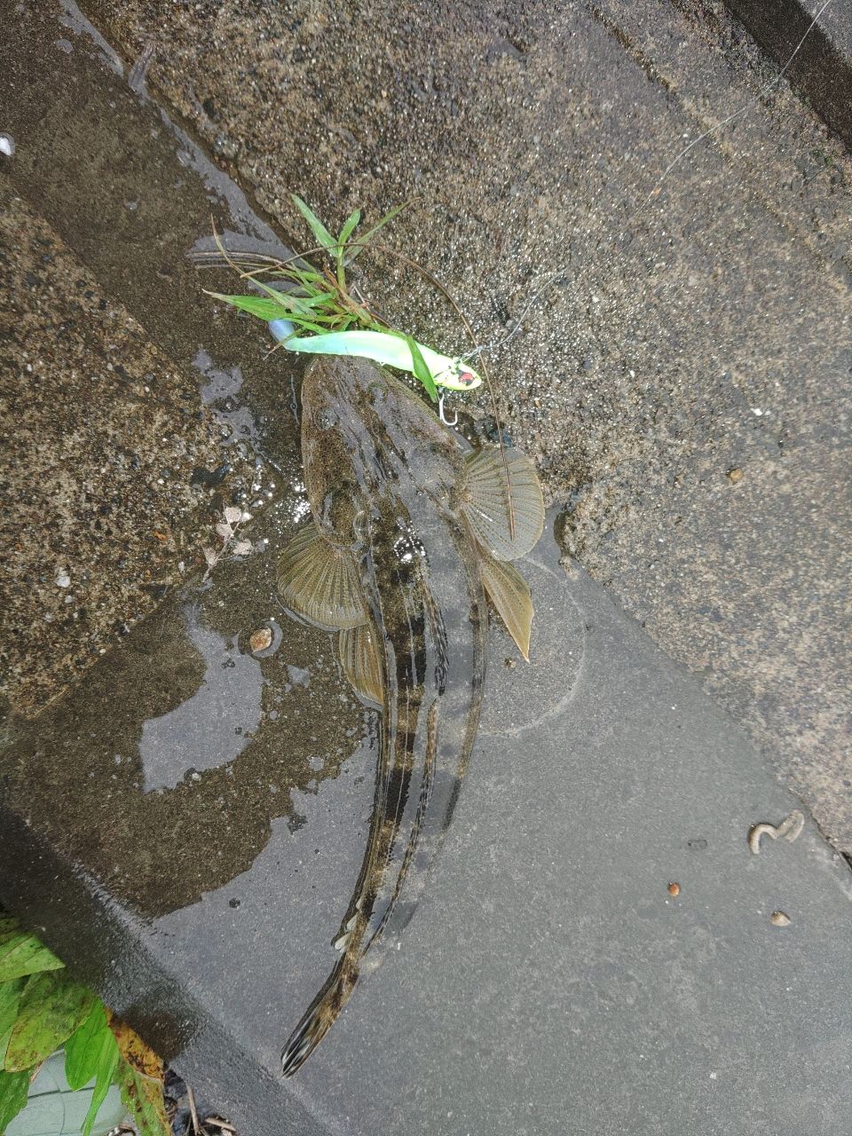 マゴチ