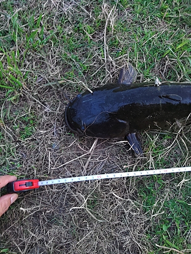 ナマズの釣果