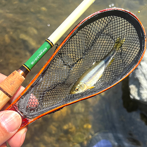 カワムツの釣果