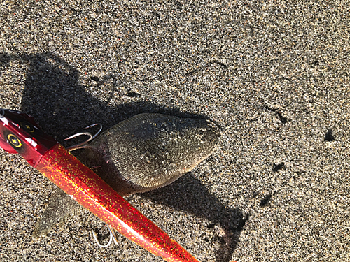 ウシノシタの釣果