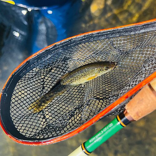 アブラハヤの釣果