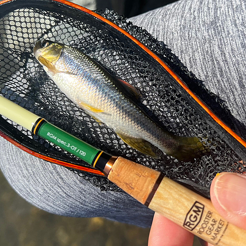 カワムツの釣果