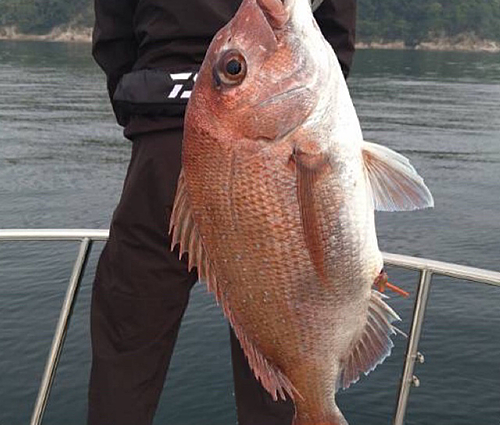 マダイの釣果