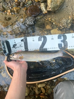 イワナの釣果