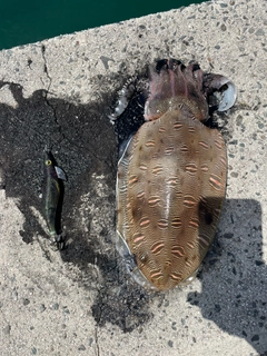 モンゴウイカの釣果