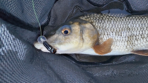 ニゴイの釣果