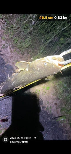 ニホンナマズの釣果