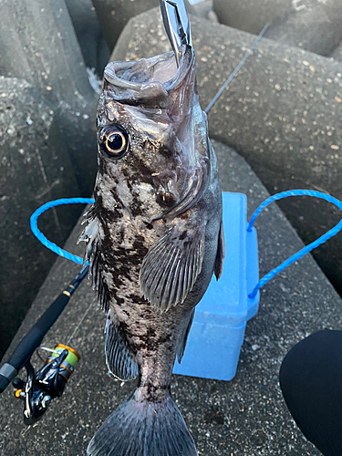 クロソイの釣果