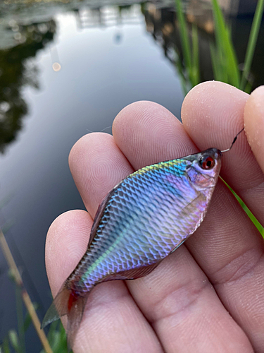 タイリクバラタナゴの釣果