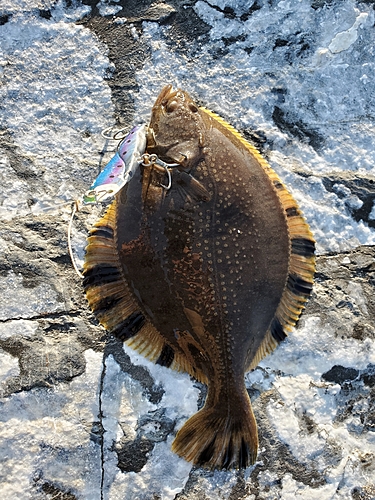 コチの釣果