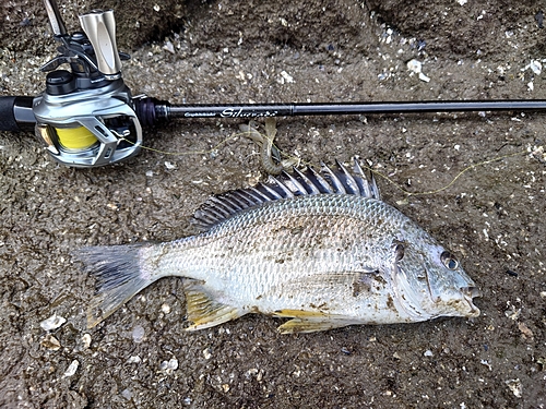 キビレの釣果