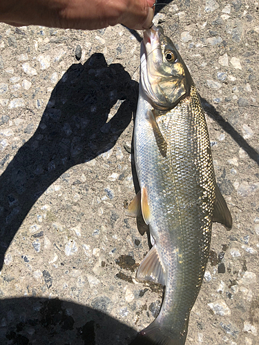 マルタウグイの釣果