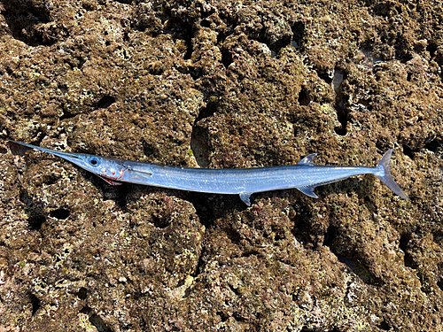 オキザヨリの釣果