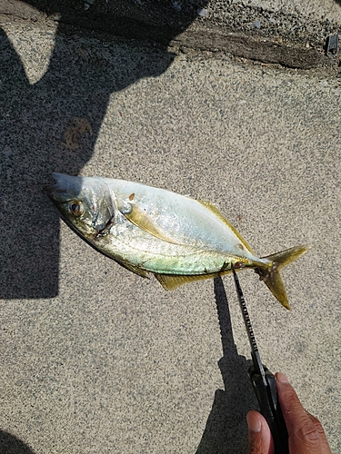 シマアジの釣果