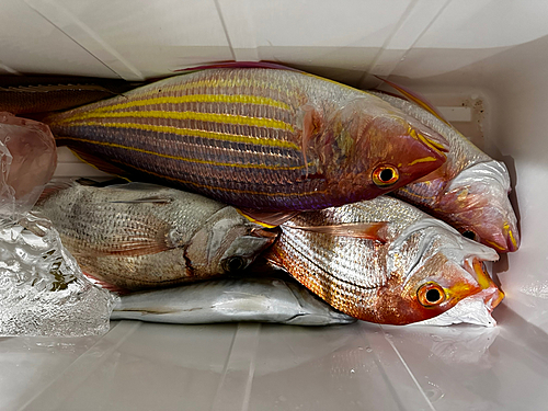 イトヨリダイの釣果