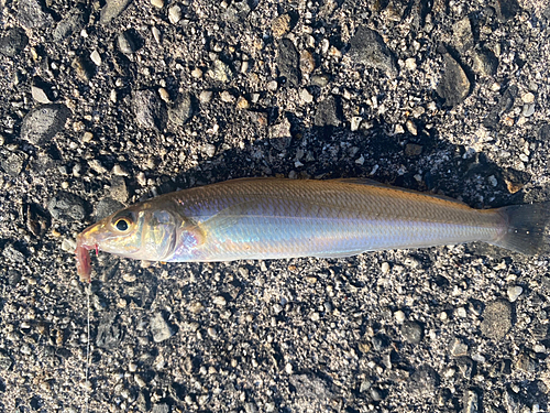 シロギスの釣果