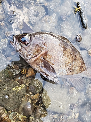 クロメバルの釣果