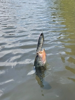 ラージマウスバスの釣果