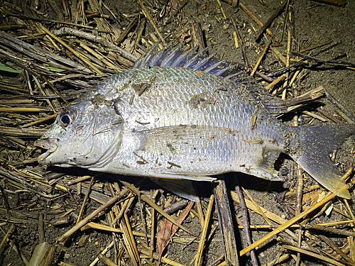 キビレの釣果