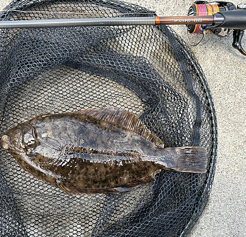 マコガレイの釣果