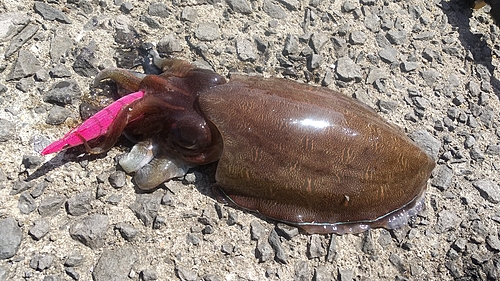 イカの釣果