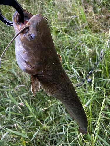 ナマズの釣果